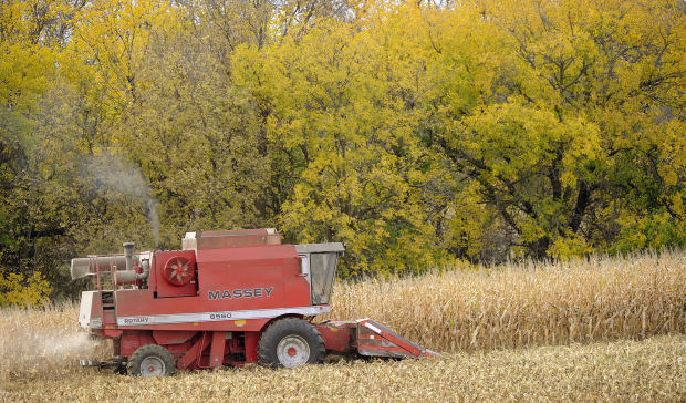 Harvest time